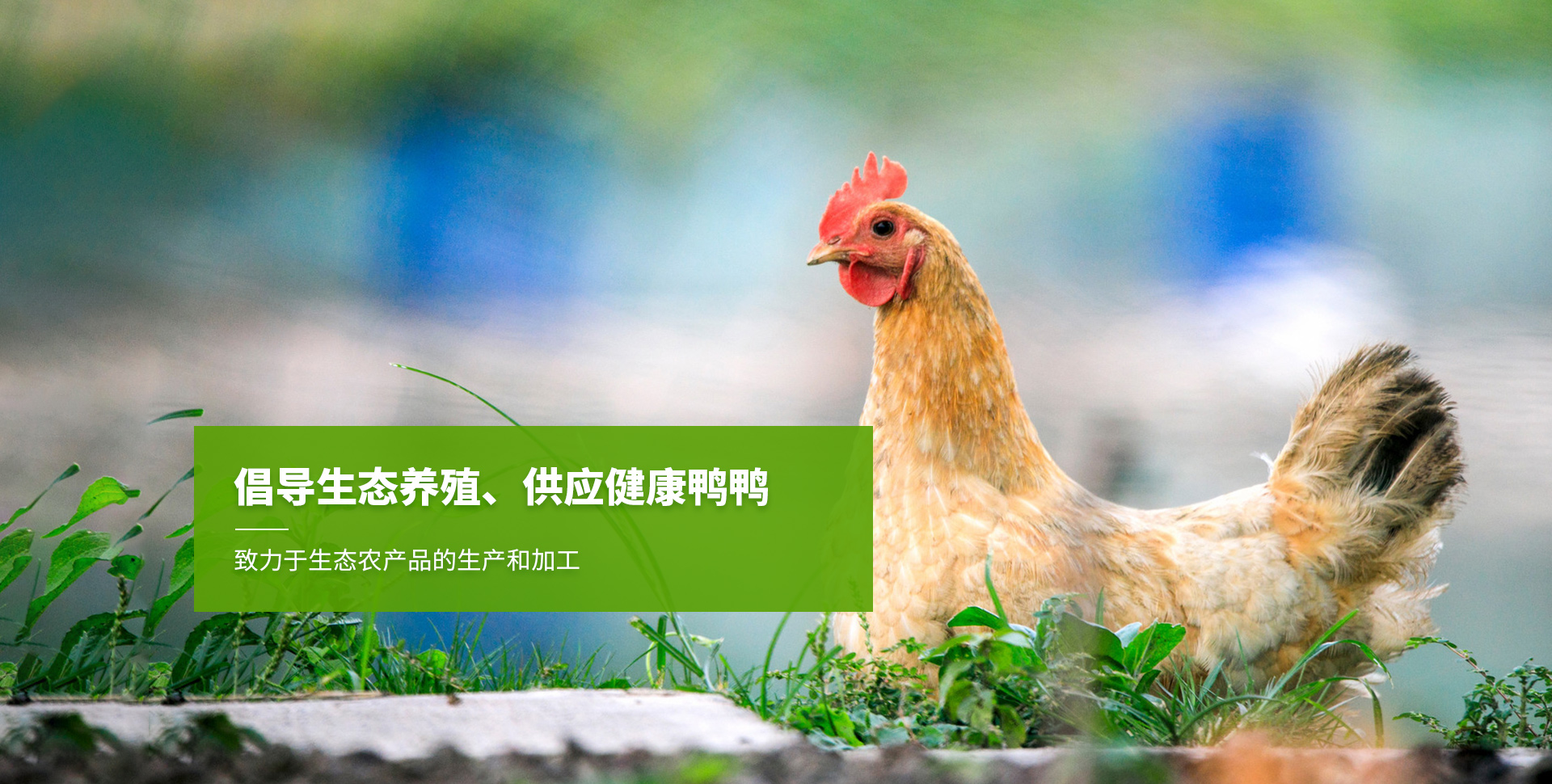 上海老杜农业发展股份有限公司